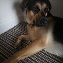 German Shepard/rotweiler girl needing a home-2