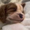 King Charles Spaniel Female Puppy-4