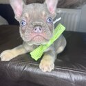 French bulldogs -4