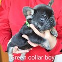 French bulldog puppies-2