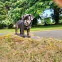 5 little puppies for sale. Jack russell mixed with a cocker spaniel.-4