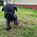 Standard Schnauzer puppies IKC Registered -2