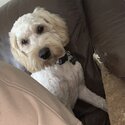 Cockapoo for sale-2