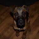 Great Dane x Belgian Malinois-3