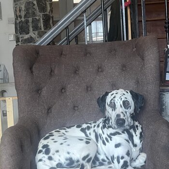 Dalmation for rehoming 