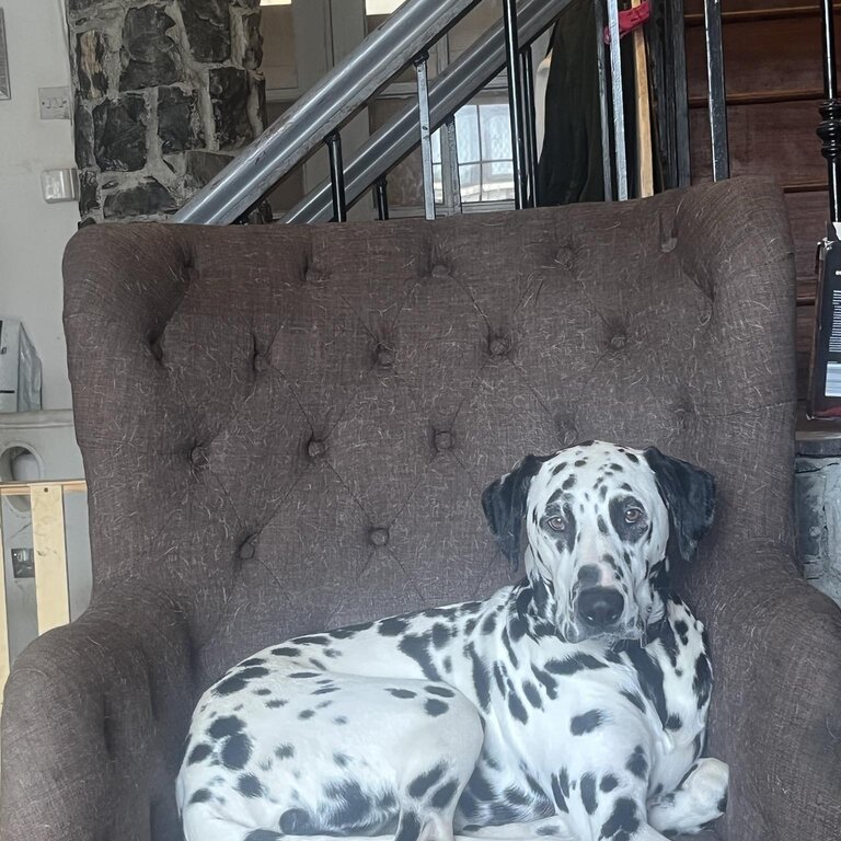 Dalmation for rehoming 