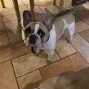 French bulldog-1