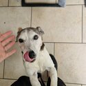 Jack Russell needs rehoming -3