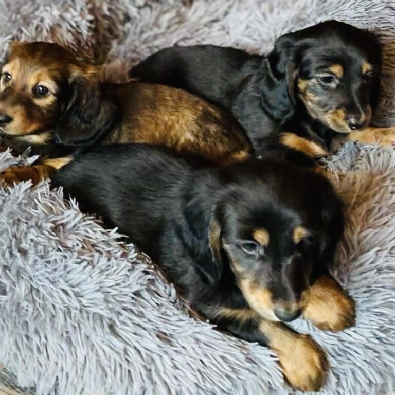 Longhaired dachshunds 