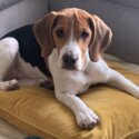 Beagle Male (11 Months Old)-1