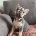 French Bulldogs for sale -3