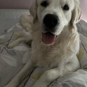 Need to rehome my golden retriever -0