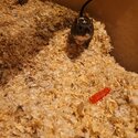 Two male gerbils for adotpion-2