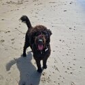 Labradoodle for sale -1