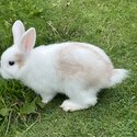 Rabbit for sale-3