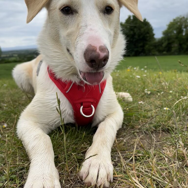 Collie/Lab mix 