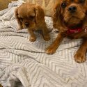 King Charles Cavalier Puppies-2