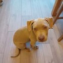 XL American Bulldog Puppy-5