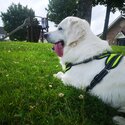 Beautiful Cream Golden Retriever for adoption. Will only go to a loving home.-1