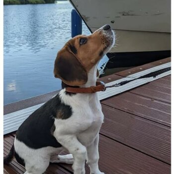 Beagle - 1 year old Male for sale/adoption