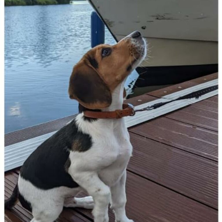 Beagle - 1 year old Male for sale/adoption