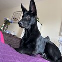 Black German shepherd -1