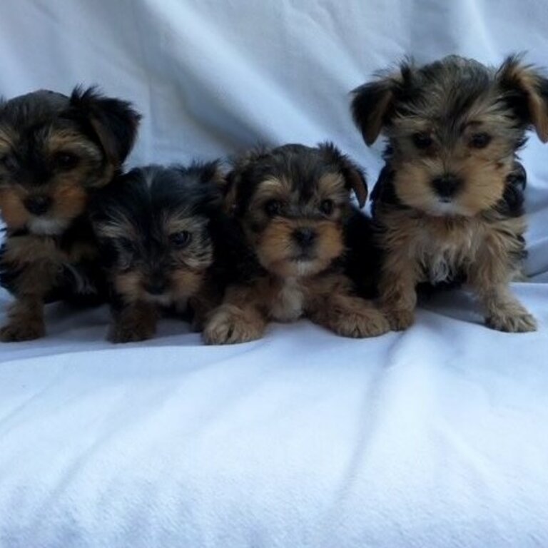 Gorgeous Tiny Yorkie Puppies For Adoption. 