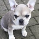 French Bulldog Puppies-2