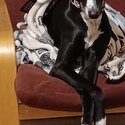 Female Black and White Whippet -3