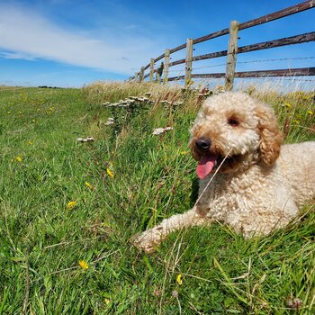 Male cockapoo