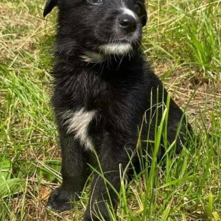 2 german shepard cross female pups for sale 