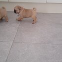 pug puppies -5