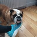 British Bulldog in need of 5 star home -2