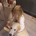 Pure bred golden retriever needs a good home -4