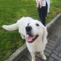 Beautiful Cream Golden Retriever for adoption. Will only go to a loving home.-4