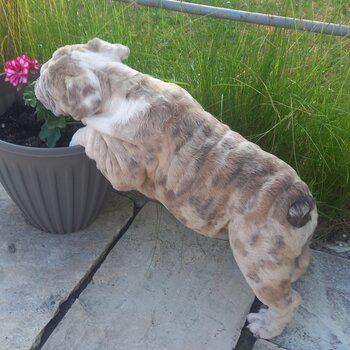 British Bulldog merl Female puppy for sale 