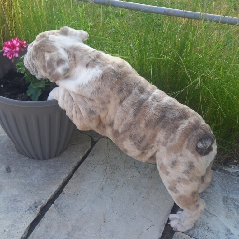 British Bulldog merl Female puppy for sale 