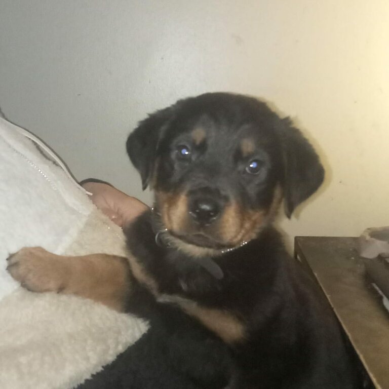 FEMALE ROTTWEILER