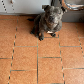 Blue Staffordshire bull terrier 