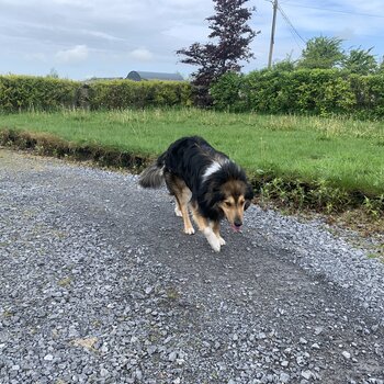 Tri Colur Rough Collie