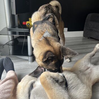 2 Japanese Akita To Be Rehomed