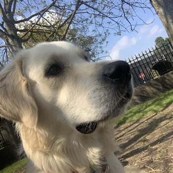 1yr old Golden Retriever 