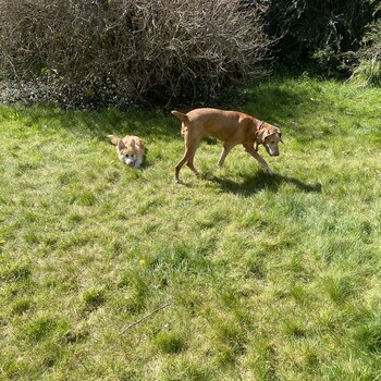 Hungarian vizsla from Ukraine 