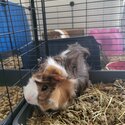 Guinea pigs rehoming FREE-2