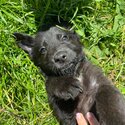 2 german shepard cross female pups for sale -4