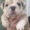 British Bulldog merl Female puppy for sale -3