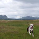 Brutus is an intelligent, cuddly, curious and stubborn Amstaff.  Love adventures.-4