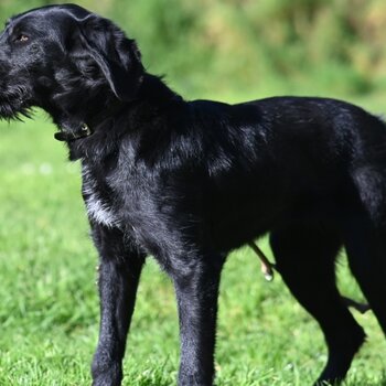 Friendly Labrador X puppy