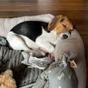 Beagle - 1 year old Male for sale/adoption-3