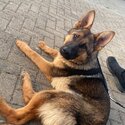 German shepherd -2